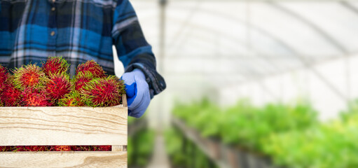rambutan fruit in wooden crate and gardeners