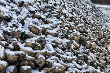 Sugar-beet growing, olericulture. Root crop are harvested before frosts and collected in storage...