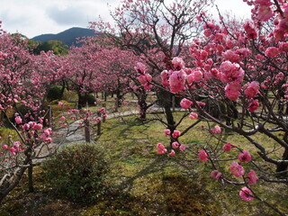 京都　随心院の梅園
