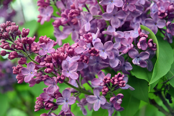 Lilac trees in lilac garden in Moscow.	