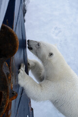 Obraz na płótnie Canvas Wild polar bear try to climb to expedition ship in Arctic sea, north of Svalbard