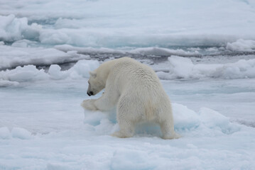 Two young wild polar bears playing on pack ice in Arctic sea