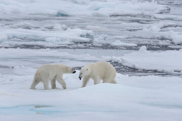 Obraz na płótnie Canvas Two young wild polar bears playing on pack ice in Arctic sea