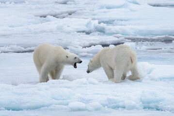 Two young wild polar bears playing on pack ice in Arctic sea