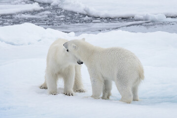 Naklejka na ściany i meble Two young wild polar bears playing on pack ice in Arctic sea