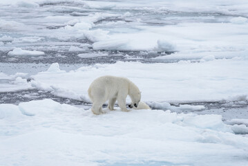 Two young wild polar bears playing on pack ice in Arctic sea, north of Svalbard © Alexey Seafarer