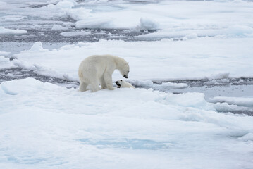 Two young wild polar bears playing on pack ice in Arctic sea, north of Svalbard © Alexey Seafarer