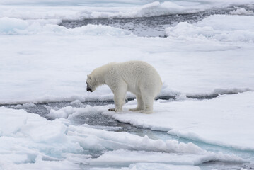 Two young wild polar bears playing on pack ice in Arctic sea, north of Svalbard © Alexey Seafarer