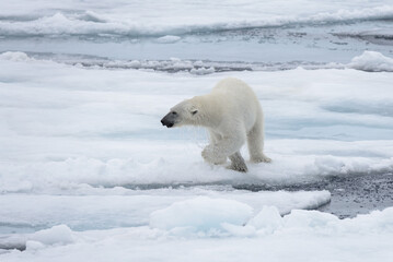 Wild polar bear on pack ice in Arctic sea © Alexey Seafarer