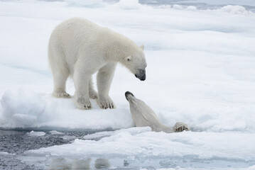 Obraz na płótnie Canvas Two young wild polar bears playing on pack ice in Arctic sea, north of Svalbard