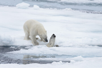 Two young wild polar bears playing on pack ice in Arctic sea, north of Svalbard © Alexey Seafarer
