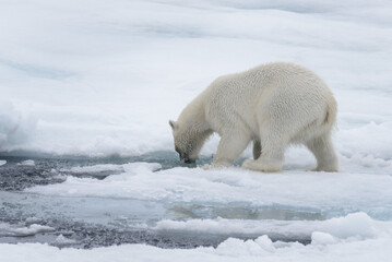 Wild polar bear looking in water on pack ice in Arctic sea