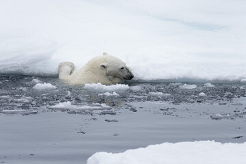 Polar bear's (Ursus maritimus) swimming in Arctic sea close up