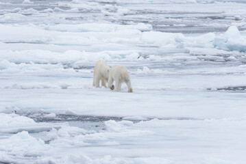 Two young wild polar bears playing on pack ice in Arctic sea, north of Svalbard