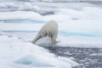 Fototapeta premium Wet polar bear going on pack ice in Arctic sea