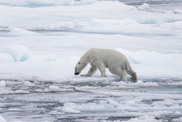 Wet polar bear going on pack ice in Arctic sea