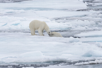 Two young wild polar bears playing on pack ice in Arctic sea, north of Svalbard © Alexey Seafarer