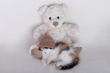 Cute Kitten sleeping on the feet of a toy teddy bear. Greeting card. Tabby. Cat in hat sleeps. Kitten lies and dozes on a white background. Cute Cat close up. Pet care. Concept of adorable little pets
