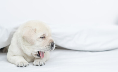 Yawning Golden retriever puppy lying under white warm blanket on a bed at home. Empty space for text
