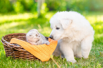 Friendly white Swiss Shepherd`s puppy kissing kitten on green grass