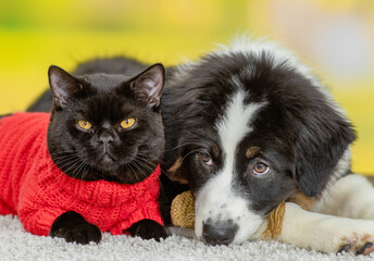 Sad Australian shepherd dog lying with black cat at summer park
