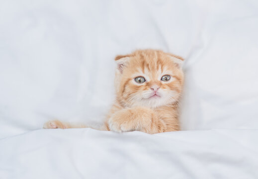 Cozy ginger fold kitten looks from under white warm blanket. Top down view