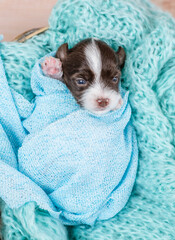 Cute newborn Biewer Yorkie puppy wrapped like a baby, sleeps in a basket. Top down view