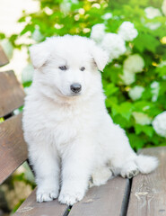 Obraz premium Young white Swiss Shepherd sits at summer park