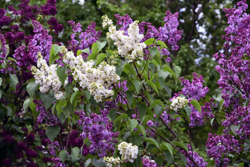 Lilac trees in lilac garden in Moscow.	