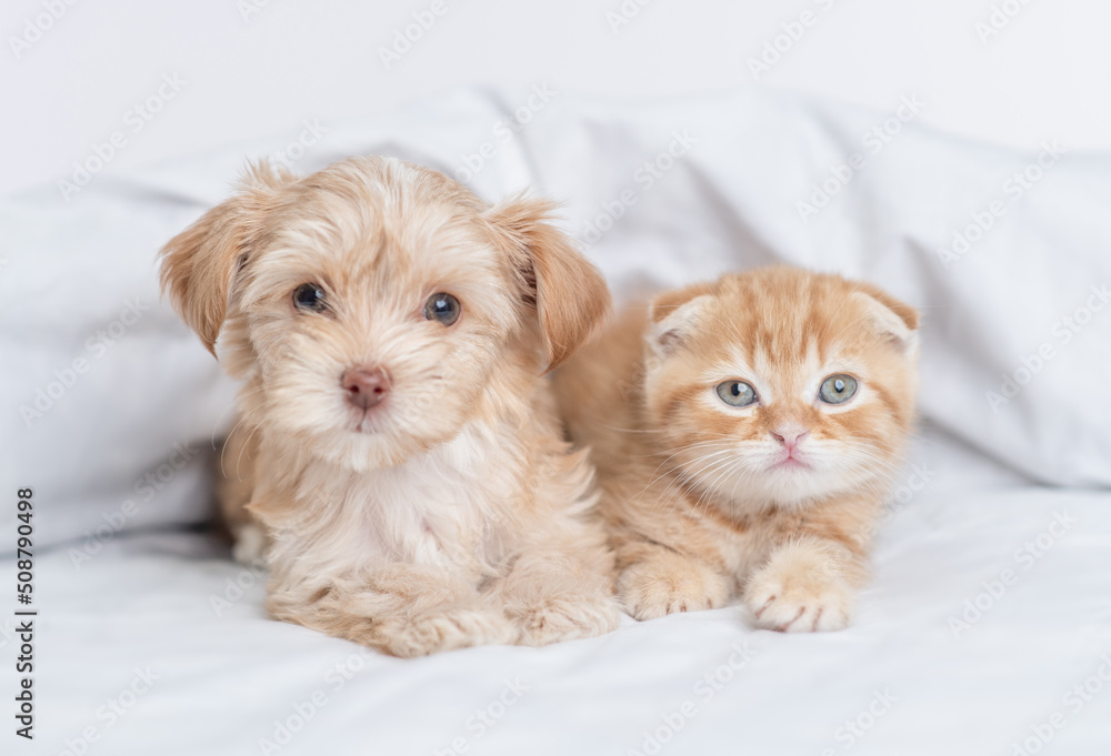 Sticker cute goldust yorkshire terrier puppy and baby kitten lying together under warm white blanket on a be