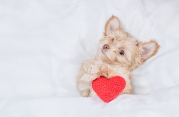 Funny tiny Goldust Yorkshire terrier puppy holds red heart on a bed at home. Top down view. Empty...