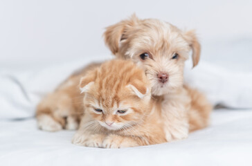 Goldust Yorkshire terrier puppy hugs tiny kitten under warm blanket on a bed at home