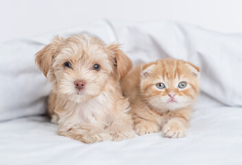 Cute Goldust Yorkshire terrier puppy and baby kitten lying together under warm white blanket on a...