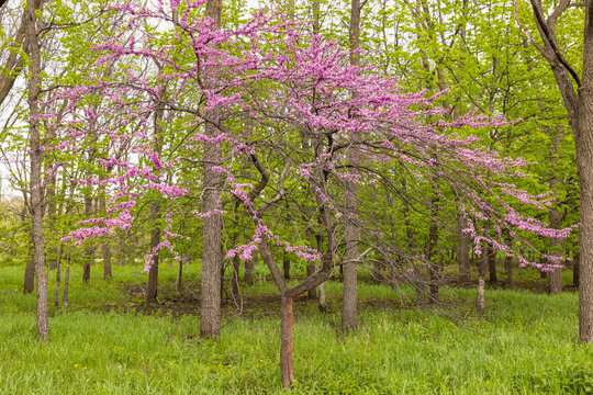 Crab Apple Tree In The Woods
