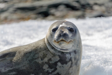 Leopard seal on beach with snow in Antarctica