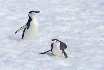 Fototapeta premium Chinstrap penguin creeping on snow