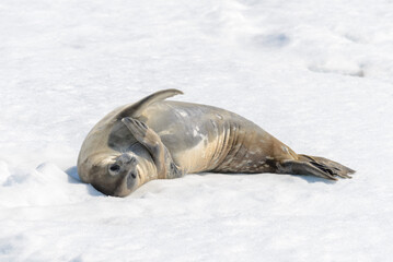 Leopard seal on beach with snow in Antarctica