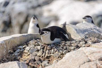Fototapeta premium Chinstrap penguin laying on the rock in Antarctica