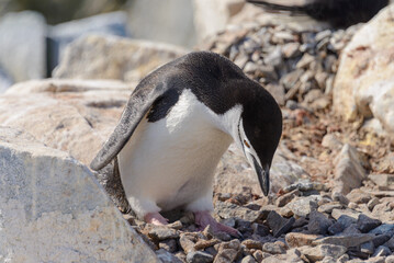 Chinstrap penguin on the beach in Antarctica