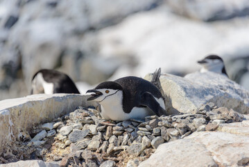 Chinstrap penguin laying on the rock in Antarctica