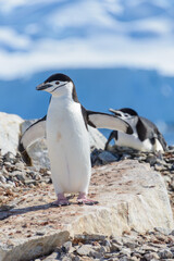 Obraz premium Chinstrap penguin on the beach in Antarctica