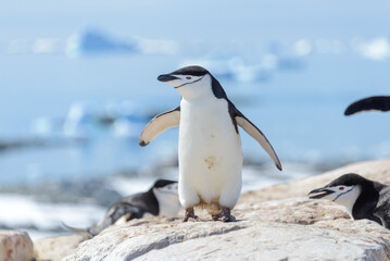 Obraz premium Chinstrap penguin on the beach in Antarctica