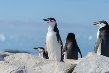 Chinstrap penguin on the beach in Antarctica