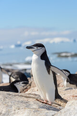 Obraz premium Chinstrap penguin on the beach in Antarctica