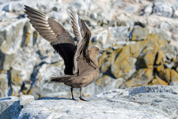 Antarctic scua on beach