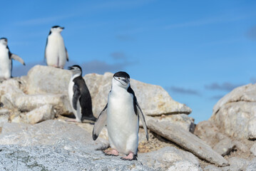 Naklejka premium Chinstrap penguin on the beach in Antarctica