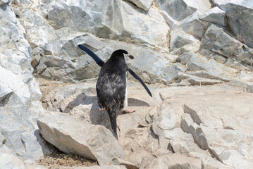 Chinstrap penguin climbing on rock in Antarctica