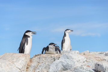 Chinstrap penguin on the beach in Antarctica