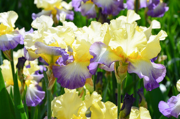 Multicolor yellow and purple Sweet Iris Pallida flower close-up	