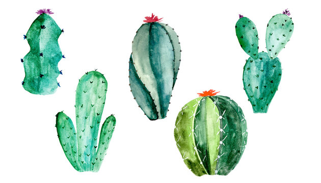 Watercolor cactus set on white. Botanic illustration of succulent and cacti